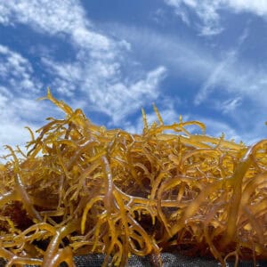 Belize Sea Moss - Eucheuma Cottonii (Bulk)